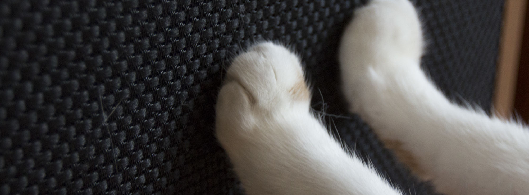10 Ways To Stop A Cat From Scratching Your Furniture Klipsch